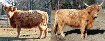 The miniature scottish highland cattle of galloping winds ranch (video taken march, 27, 2015). Miniature Cow Info Breeders Paradise Valley Farm