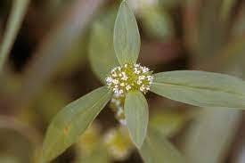 Image result for Gisekia