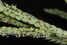 Image result for Paspalum urvillei