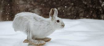 Search through 623,989 free printable colorings at getcolorings. The Snowshoe Hare Critter Science