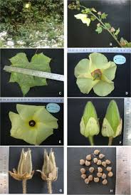 Image result for Abelmoschus