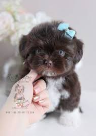 Toy poodle in dogs & puppies for sale. Imperial Shih Tzu Puppies For Sale By Teacups Puppies Boutique Shihtzu Teacup Puppies Shih Tzu Puppy Cute Teacup Puppies