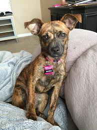We are experts at dog training in arizona and behavior modification specialists experienced at correcting difficult and unwanted behavior problems like dog aggression, separation anxiety, barking, leash pulling. Jackaboo Dog Training Gift Card Phoenix Az Giftly