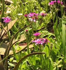 Image result for Senecio speciosus