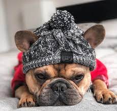 Inter Is Coming Itssocold Freezing Cutehat Pompom Ha French Bulldog Funny Frenchie Bulldog Cute Animal Pictures