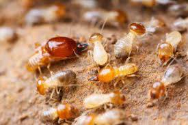 For years, we've worked diligently to develop a program that eliminates and prevents pests from taking over homes the richmond, va area. Termites Hills Pest Control Pros