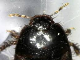Microporus Nigrita Petits Trous Noirs Corses Le Monde Des Insectes