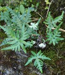 Image result for Cheilanthes perlanata