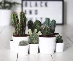 You can enjoy in your traveling periods. How To Take Care Of Your Mini Cactus On We Heart It