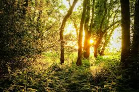 Forests Near London 6 Tranquil Spots For Woodland Walks