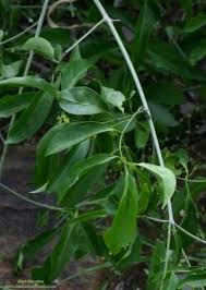 Image result for Hippocratea parviflora