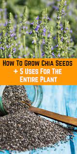 How To Grow Chia Seeds 5 Uses For The Entire Plant Growing Chia Seeds Chia Seeds Chia Seed Plant