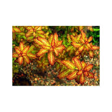 Image result for Ludwigia senegalensis