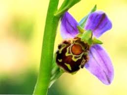 Come curare un orchidea l'orchidea è una delle piante da appartamento più gradevoli dal punto di vista estetico e, al contrario delle credenze p Che Cosa Sono Le Orchidee Dell Ape Informazioni Sul Fiore Dell Orchidea Dell Ape It Haenselblatt Com