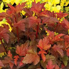 Coppertina ninebark features showy clusters of white flowers at the ends of the branches from late spring to early summer, which emerge from distinctive pink flower buds. Coppertina Physocarpus Plants For Sale Ninebark Free Shipping