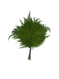 Image result for Rumohra