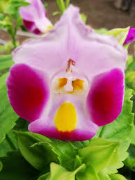 Image result for Torenia thouarsii