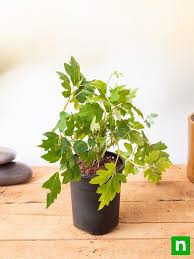 Image result for Rhoicissus rhomboidea