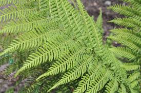 Image result for Cyphia brachyandra