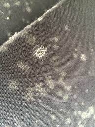 Umfangreiche themenseite zu schimmel in der wohnung und entfernung von schimmel ohne gefahren für die gesundheit. Schimmel Auf Dem Stoffsofa Aber Nicht Auf Der Wand Stoff