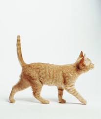 Cat Tail Positions And What They Mean Mom Me Cat Behavior Cats Cat Tail