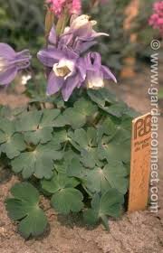 Image result for Aquilegia flabellata ministar