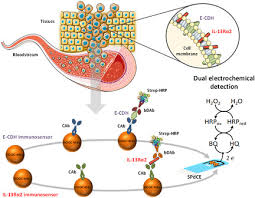 A contract research organization, sometimes also referred to us a clinical research organization, or cro is basically a company that helps conduct research for a sponsor company. Matrafured 2019 International Conference Of Chemical Sensors Electroanalysis Vol 32 No 4