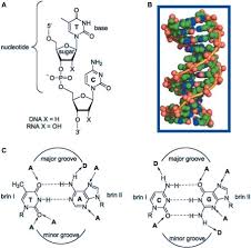 Open the dna structure file, 1naj.cn3. Chemical Structure Of Dna A General Structure Of Sugar Phosphate Download Scientific Diagram