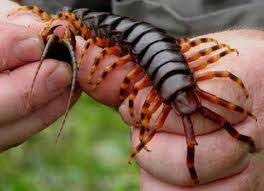 Black And Yellow Millipede India All About Centipedes And Millipedes Easy Science For Kids Millipede Centipede Giant Animals
