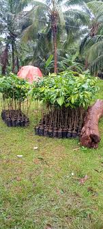 paarendu mga boss 18 ka ponoan,, 5years contract 7ka ponoan puyat,11ka  ponoan co w8, pm lng sa oban PNG detalye loc barangay Manuel guianga togbok  Davao city