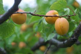 Suitable for subtropical climates with about 400 there is no comparison to tree ripened apricots with their delicious flavour, sweet juicy flesh and unique aroma. 7 Of The Best Cold Hardy Apricot Trees Gardener S Path