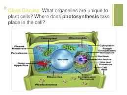 Compared to drawings of cells from earlier in education, the diagrams below look very crowded! Lesson Plan Revised
