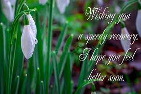 If you're tired of bringing them flowers and provisions, i think you should send them a get well soon message so they would smile even in their pain, knowing someone deeply and truly cares and isn't happy about. 119 Get Well Soon Flowers Photos Free Royalty Free Stock Photos From Dreamstime