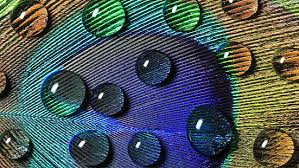 Great prices, excellent customer service. Hd Wallpaper Multicolored Peacock Feather Macro Photography Of Peacock Feather Wallpaper Flare