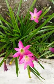 Image result for Zephyranthes minuta