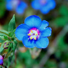 Image result for Lysimachia monelli