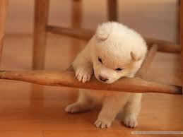 Lovely Puppy Dog Wallpaper Puppy Dog Pictures Cute Baby Puppies Baby Dogs