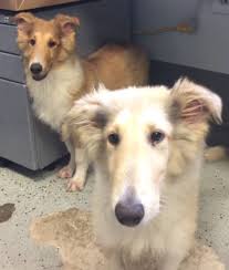 Photos, address, and phone number, opening hours, photos, and user reviews on yandex.maps. Puppy Love Spa Home Facebook