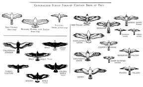 We did not find results for: Size Comparison Birds Of Prey Bird Of Prey Tattoo Largest Bird Of Prey Birds Of Prey