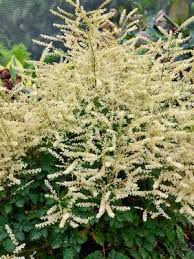 The best of both worlds. Goatsbeard Bluestone Perennials