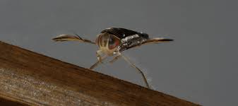 Bugs on bugs + join group. Swimming Pool Bugs Types And Risks They Pose Abc Blog