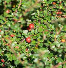 Image result for Cotoneaster microphyllus