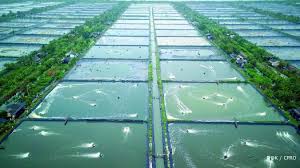 Cp Prima Andalkan Produk Pakan Ikan Dan Udang