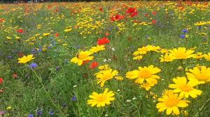 These quotes might be short but they are full of powerful ideas and messages. Mount Stewart Potato Field Becomes Wildflower Meadow Bbc News