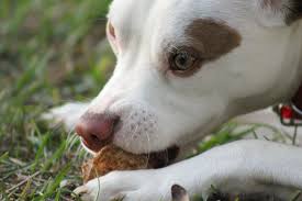 Your dog's primary healthcare provider could determine how many calories your dog should have. Is It Normal For My Dog To Always Be Hungry Canine Overeating