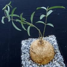 Image result for Raphionacme lanceolata