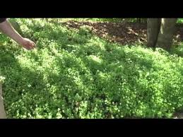 We did not find results for: How And Where To Grow Sweet Woodruff Youtube