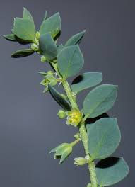 Image result for Andrachne