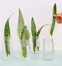 Knowing when and how to water potted plants is one of the most impactful and easiest ways to ensure your plants thrive in your home. Propagate Sansevieria Snake Plant 3 Easy Ways A Piece Of Rainbow