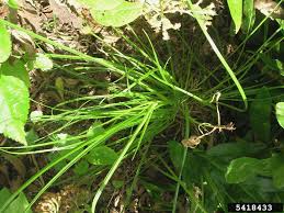 Image result for Cyperus ajax